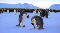 Planet Earth Ice Worlds online movie